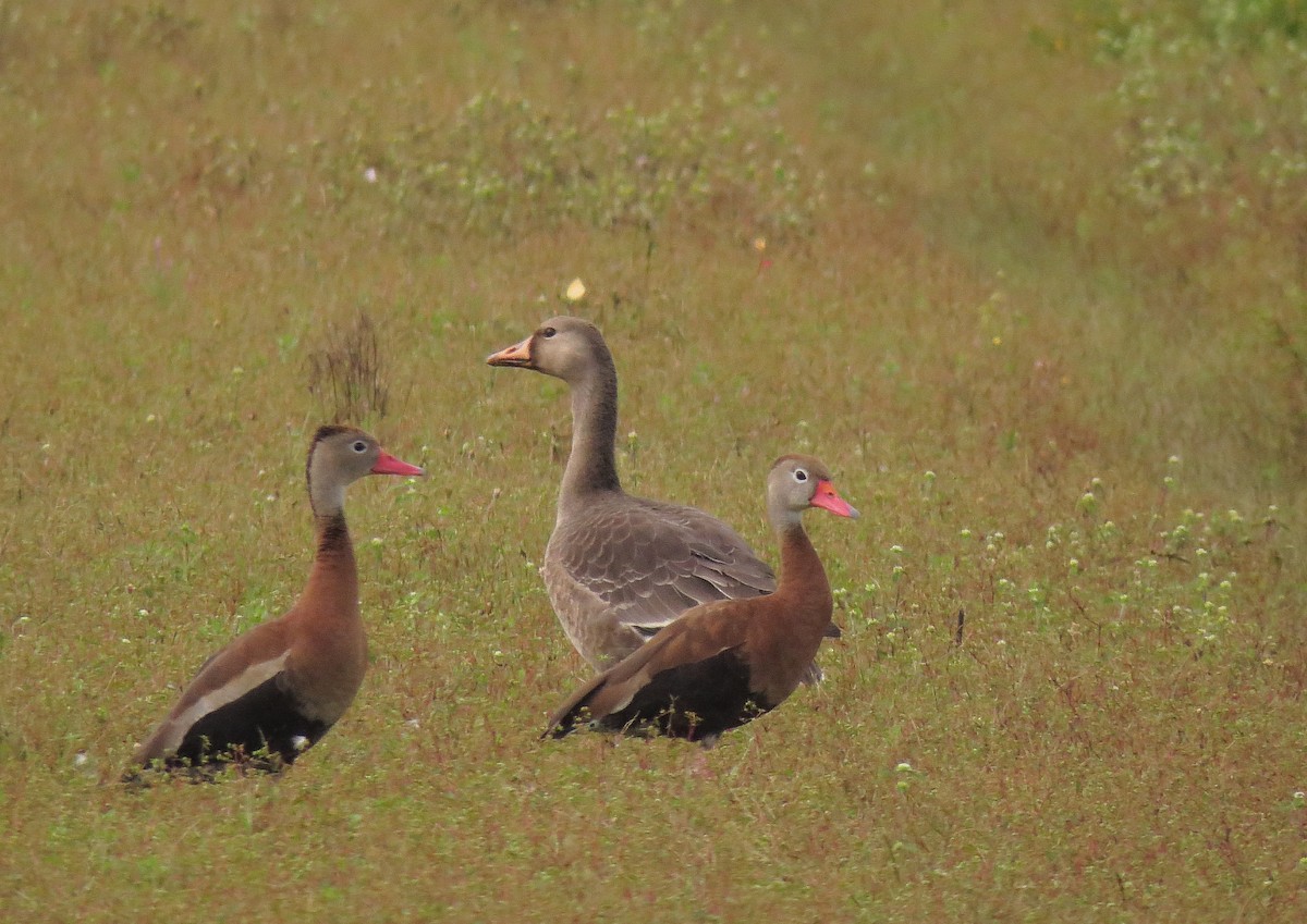 Greater White-fronted Goose - ML190715081