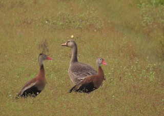 Greater White-fronted Goose, ML190715081