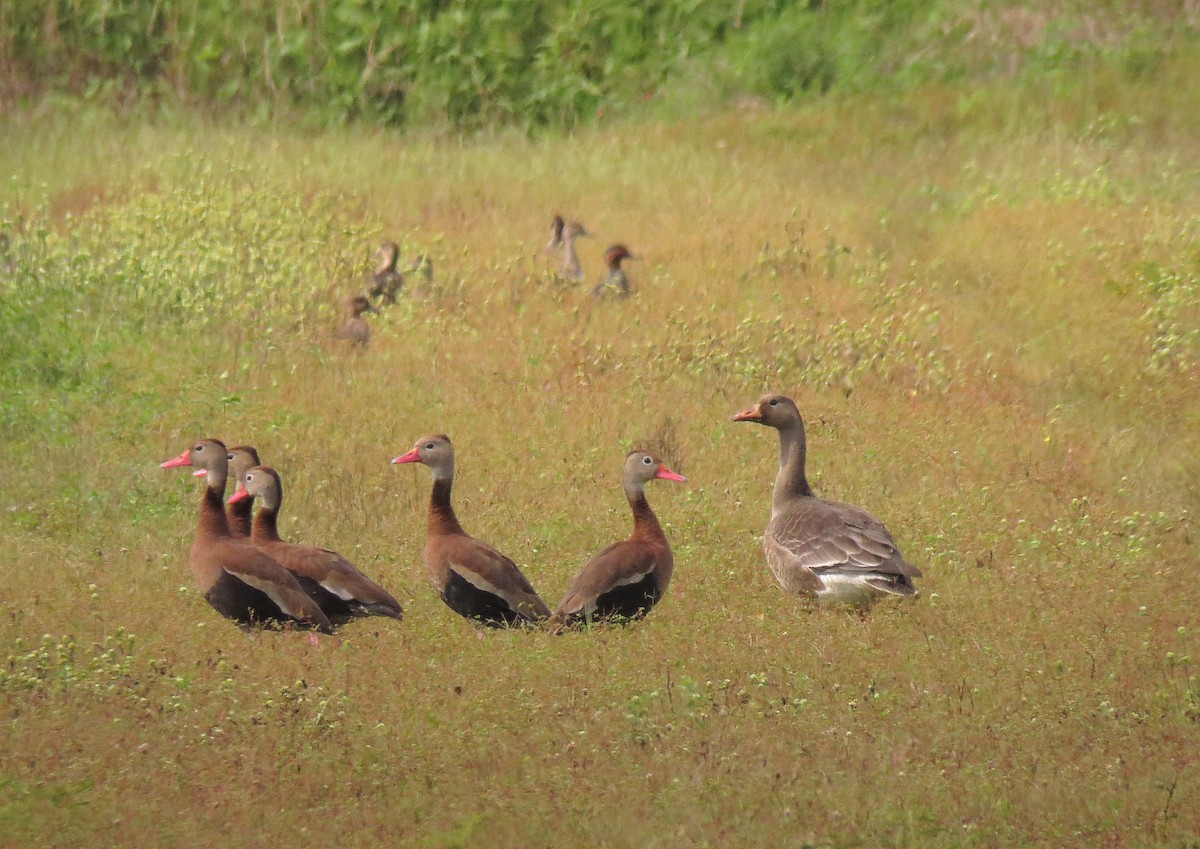 Greater White-fronted Goose - ML190715141
