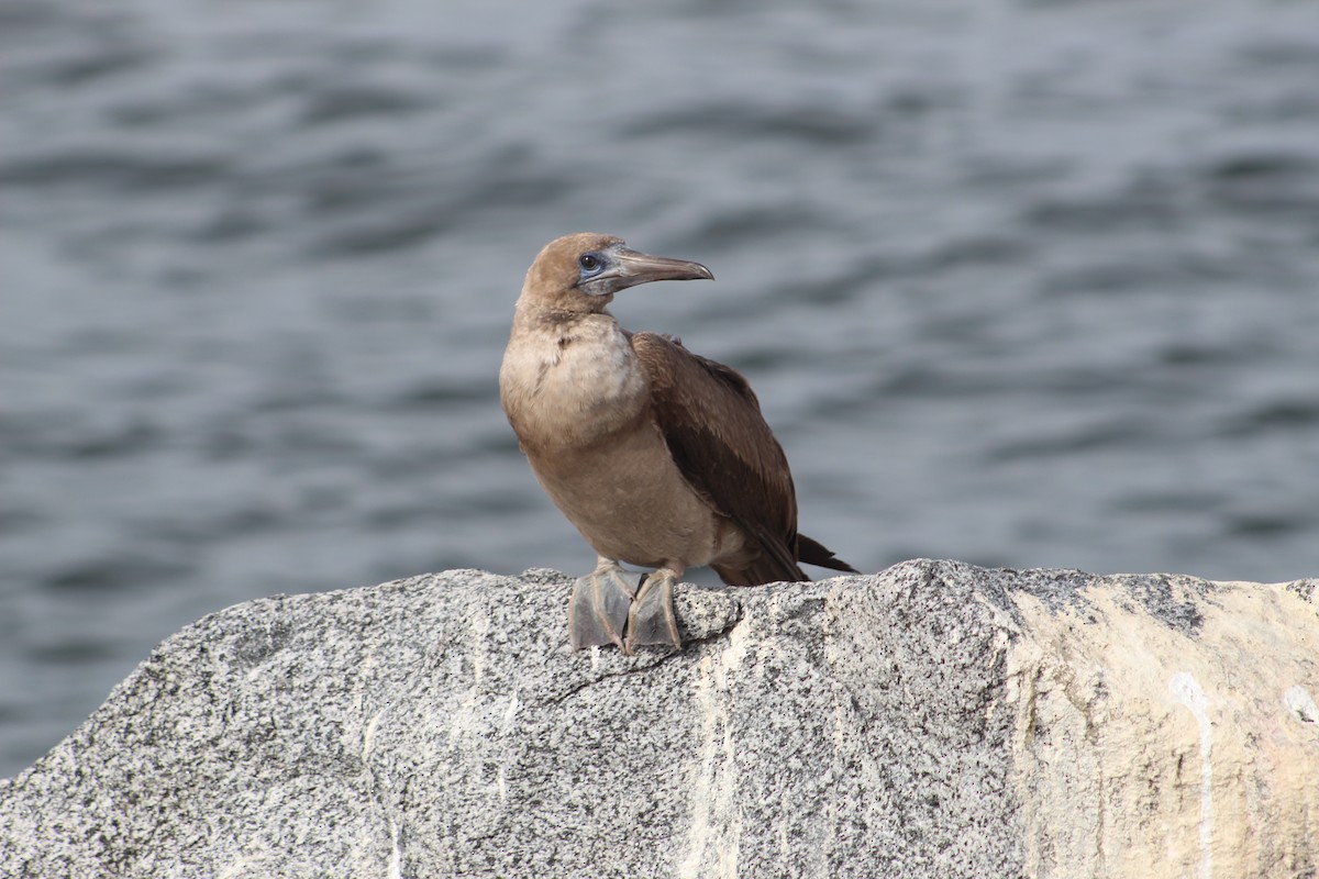 Red-footed Booby - ML190718621