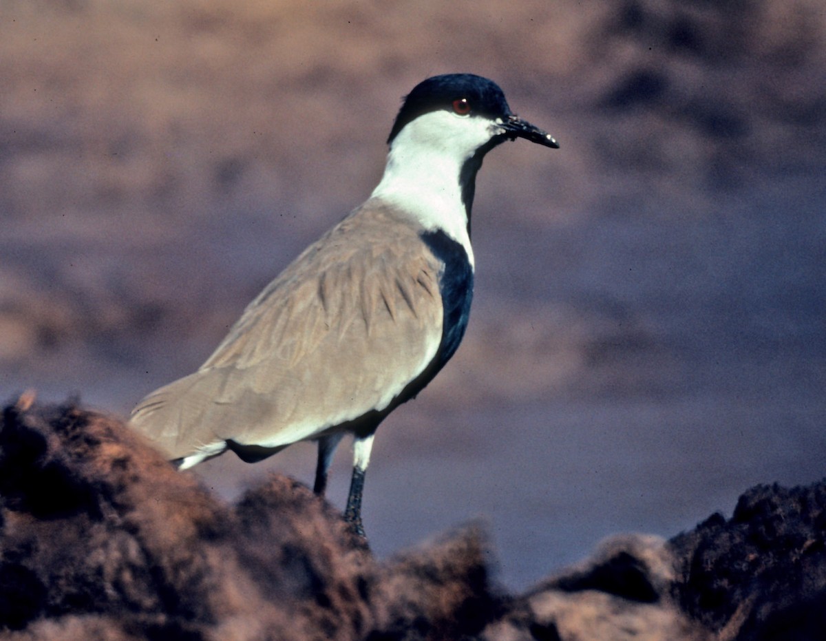 Spur-winged Lapwing - Don Roberson