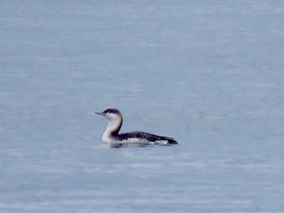 Red-throated Loon - ML190724851