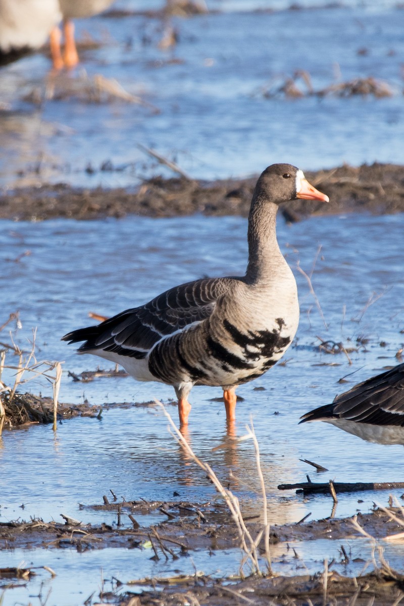 Greater White-fronted Goose - JC Avena