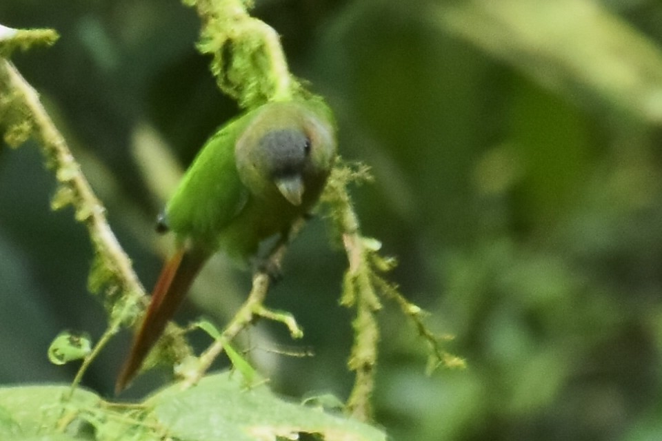 Red-eared Parakeet - ML190732511