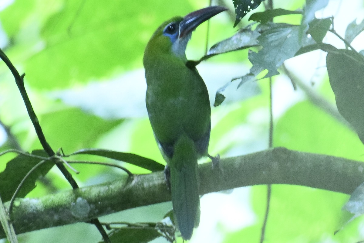 Groove-billed Toucanet - ML190732591