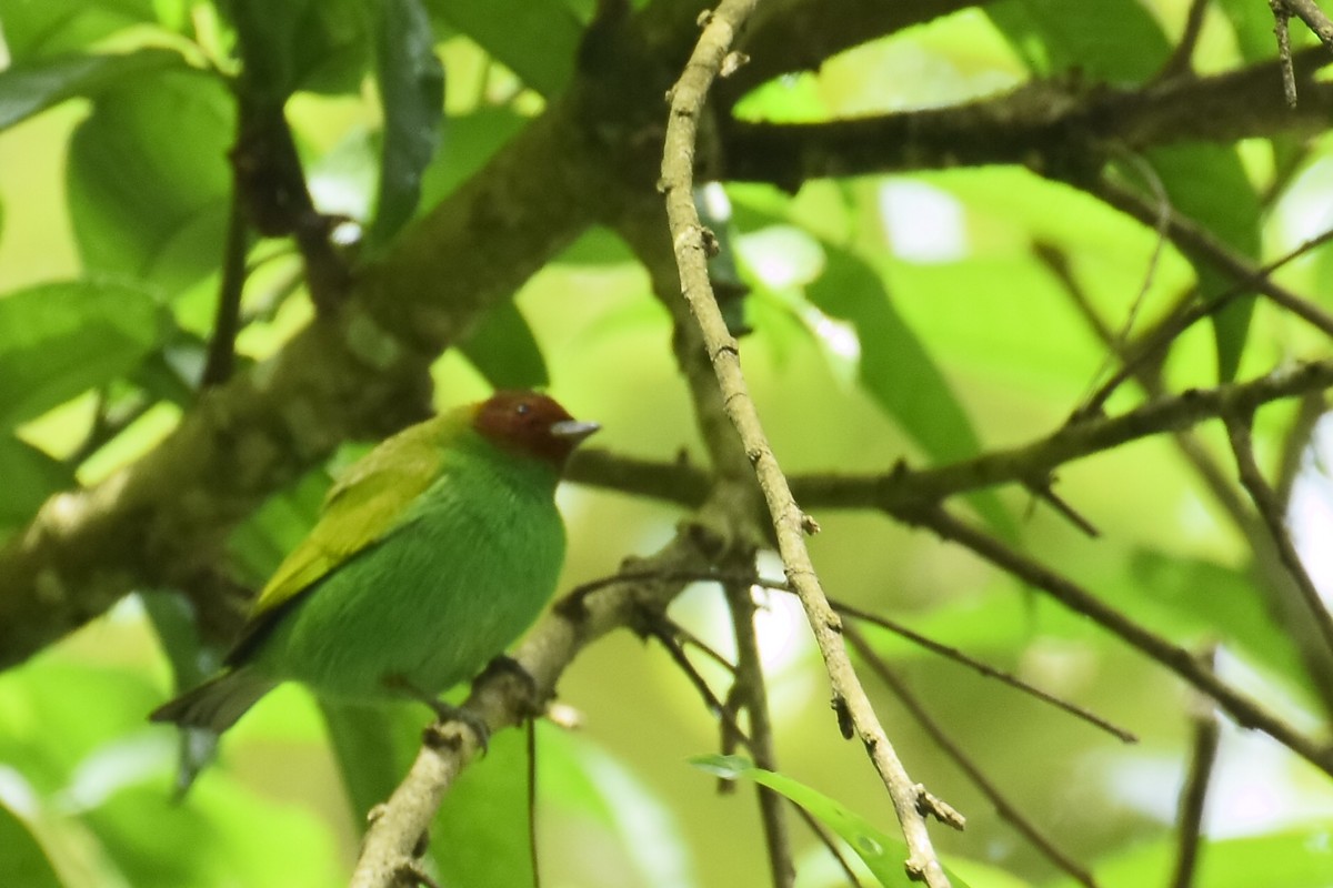 Bay-headed Tanager - ML190733301