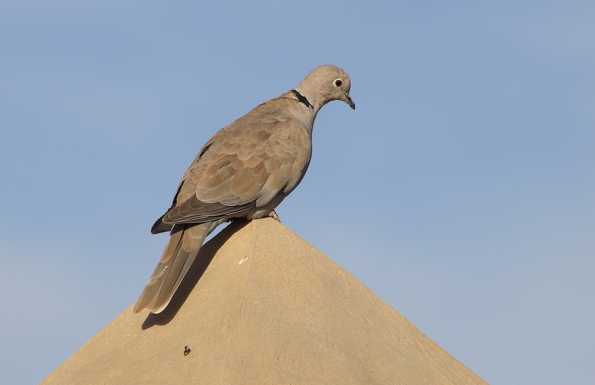 Eurasian Collared-Dove - Lorix Bertling
