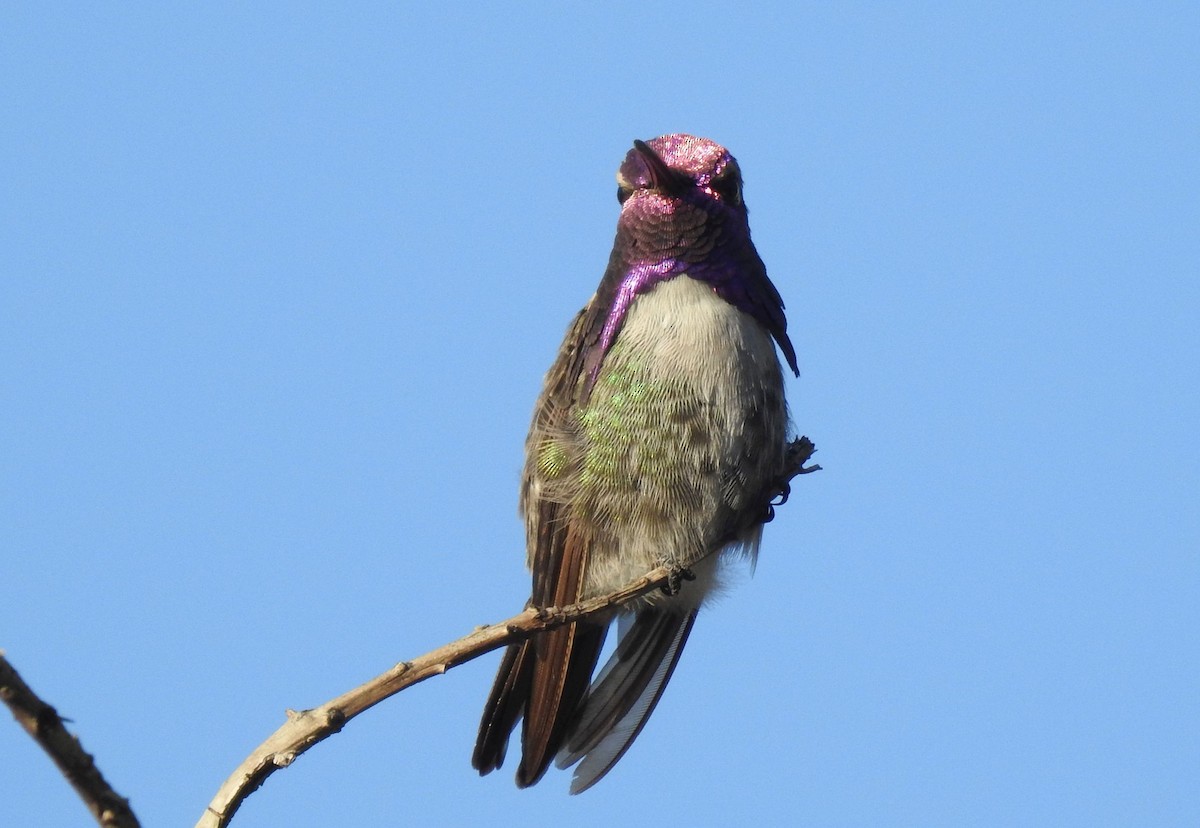 Costa's Hummingbird - ML190742671
