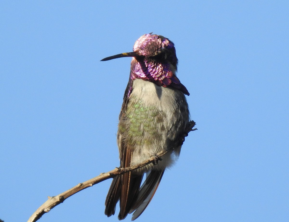 Costa's Hummingbird - ML190742701