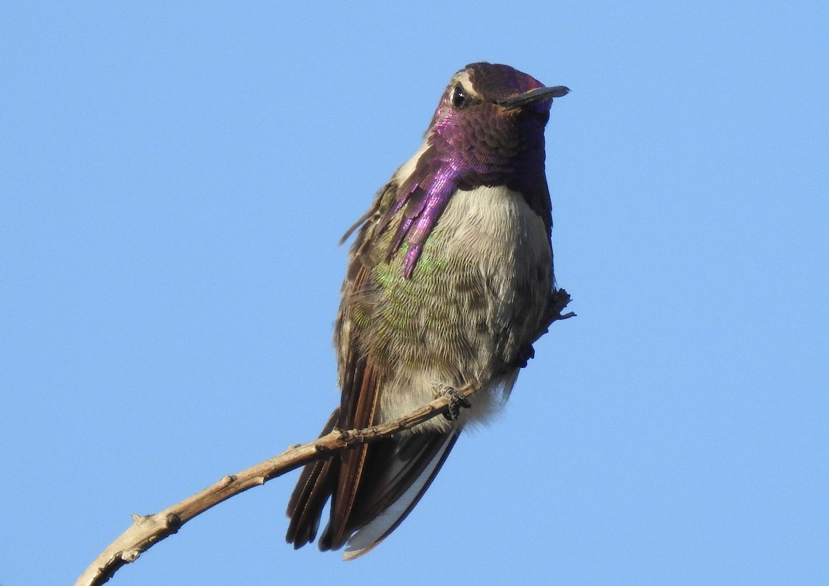 Costa's Hummingbird - ML190742711