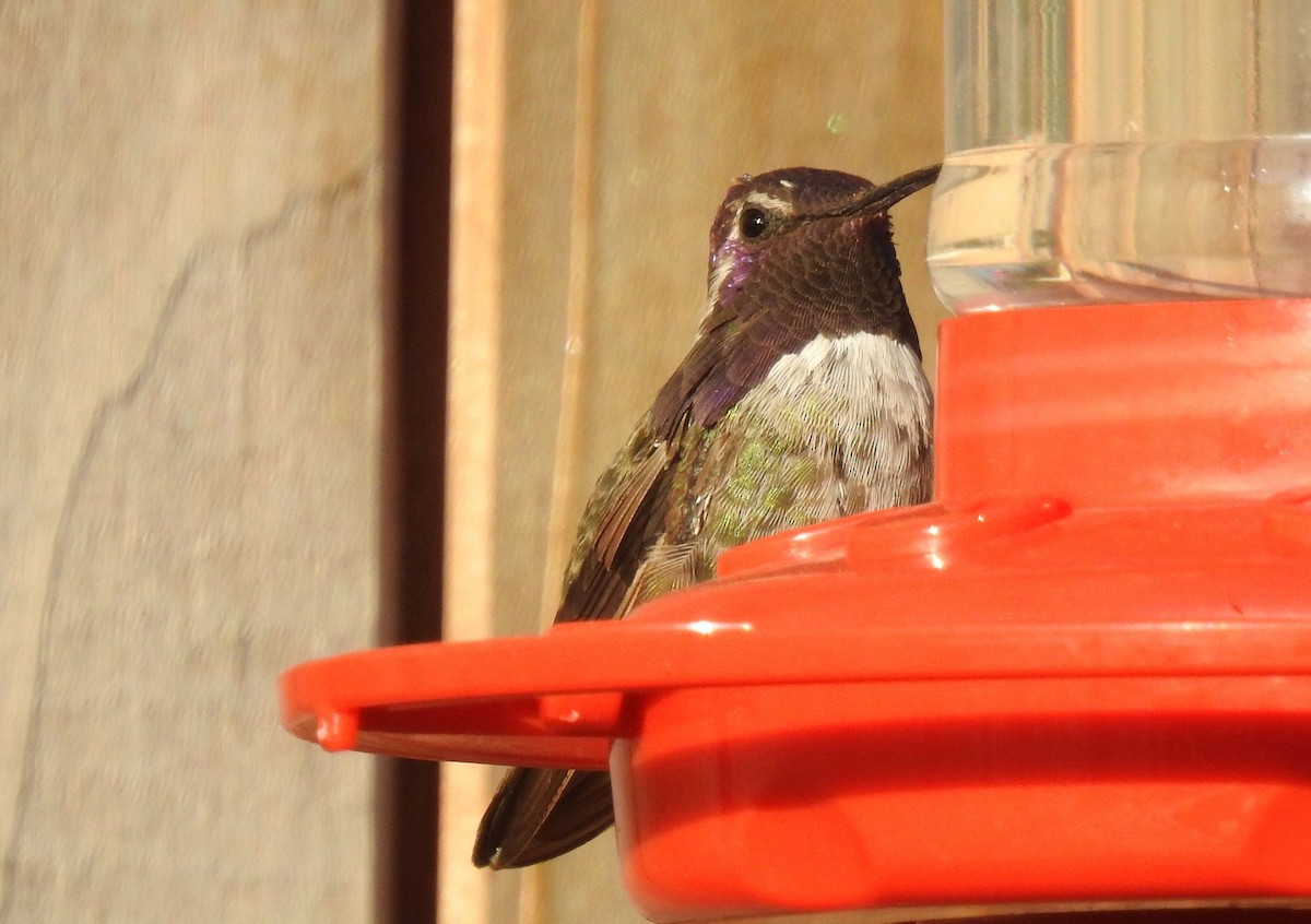Costa's Hummingbird - ML190743481