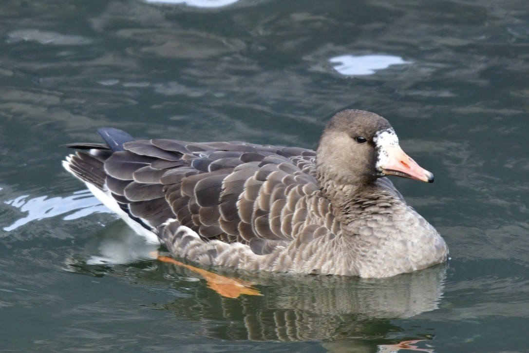 Greater White-fronted Goose - ML190744771