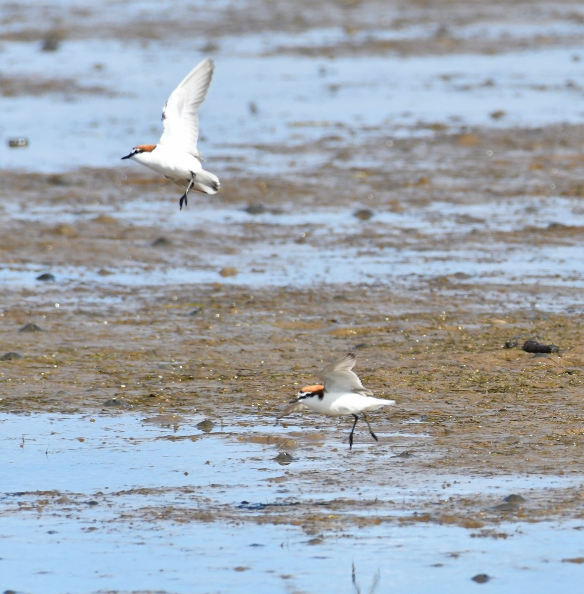 Red-capped Plover - ML190746311