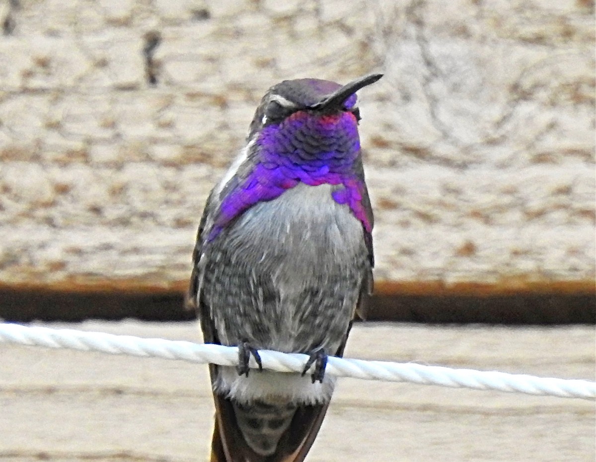Costa's Hummingbird - ML190747991