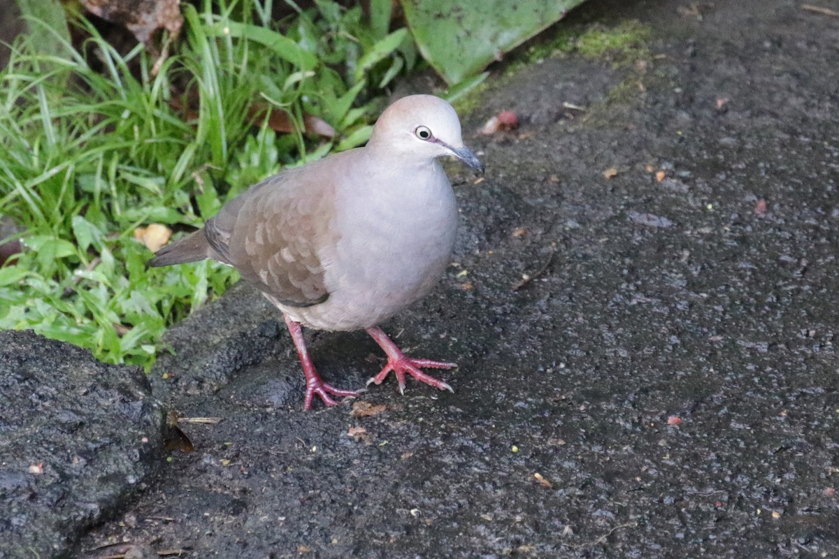 Gray-chested Dove - ML190750501