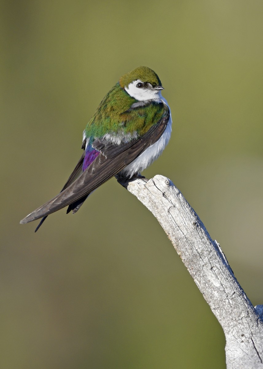 Violet-green Swallow - Daniel Irons