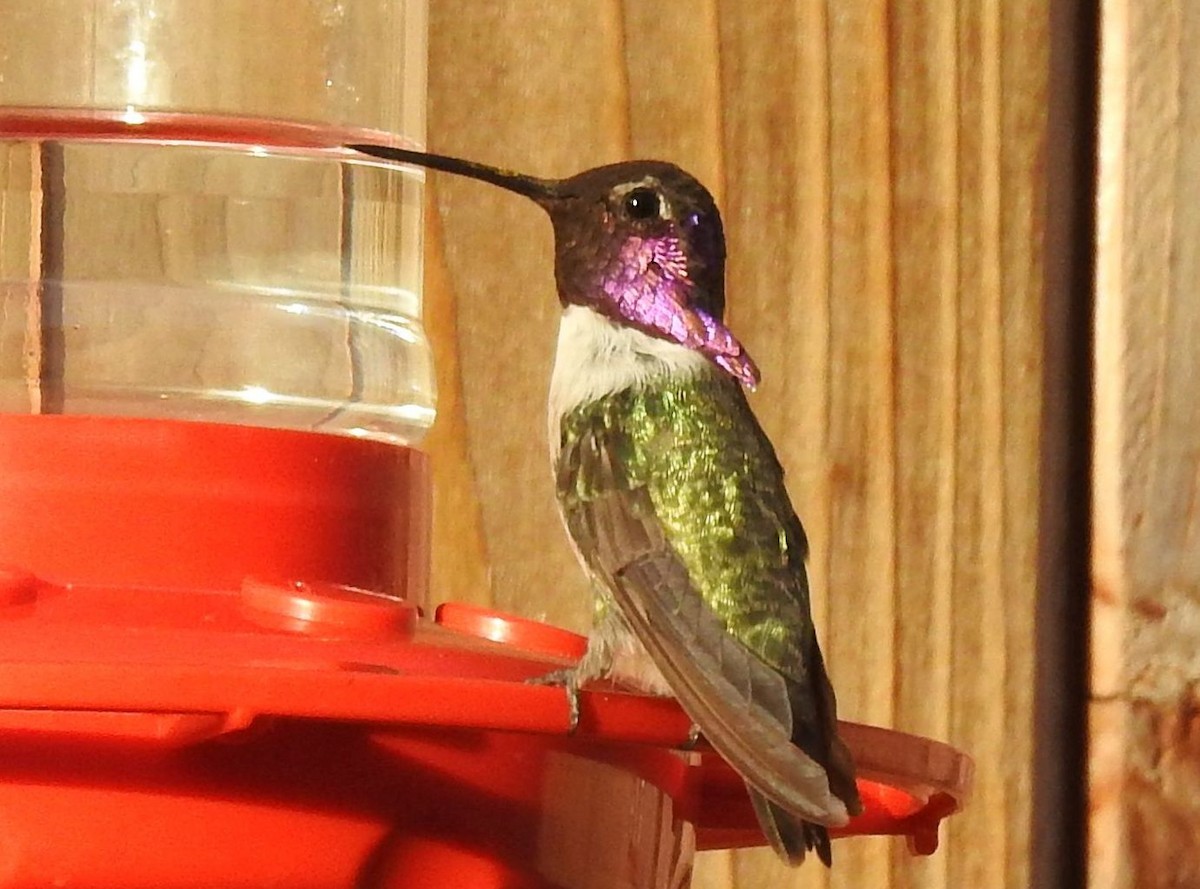 Costa's Hummingbird - ML190755121