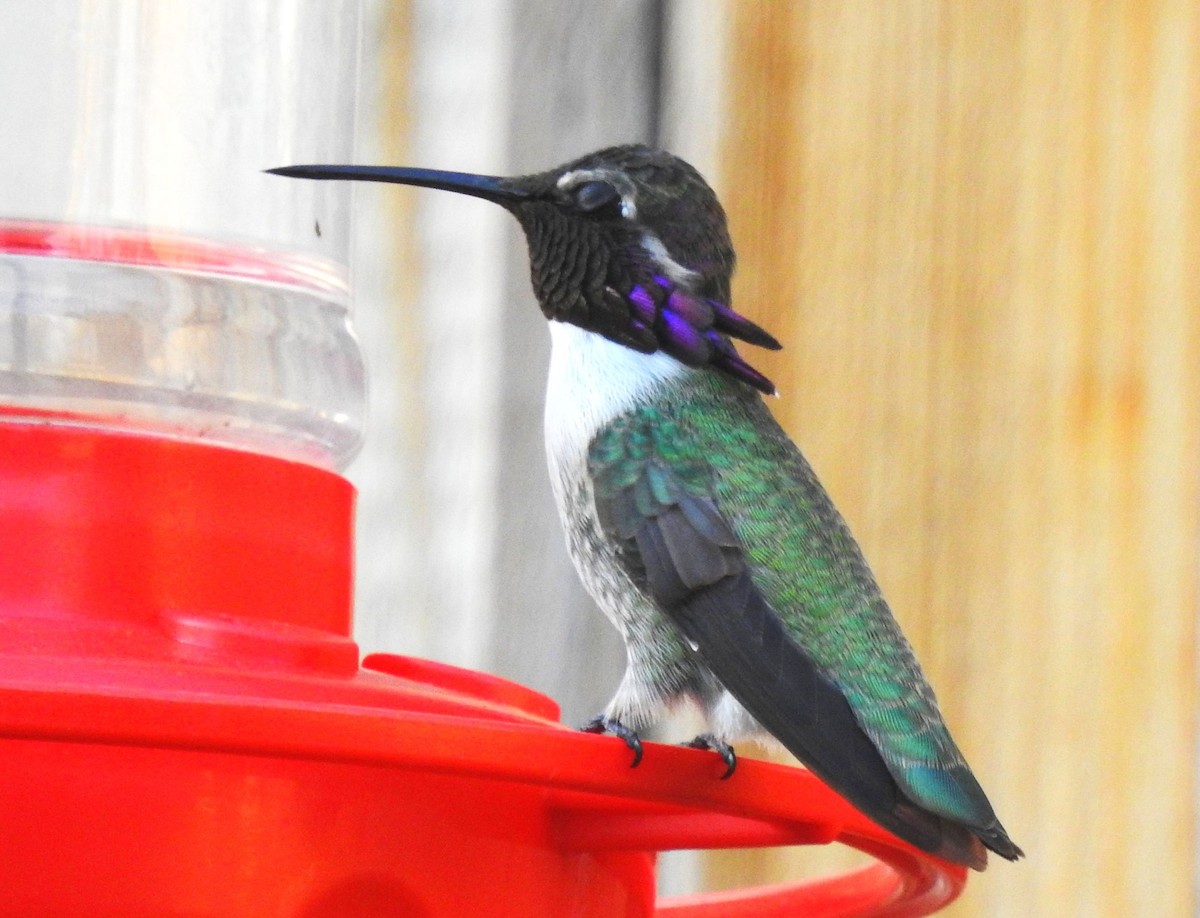 Costa's Hummingbird - ML190755131