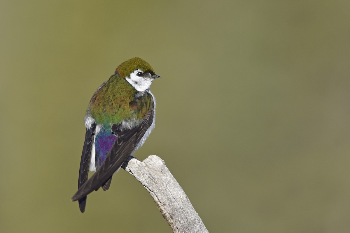 Violet-green Swallow - ML190755191