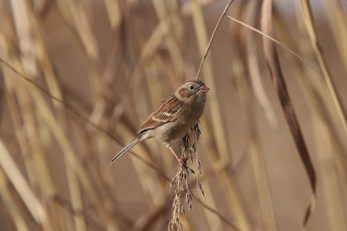 Field Sparrow - Mark Gallagher