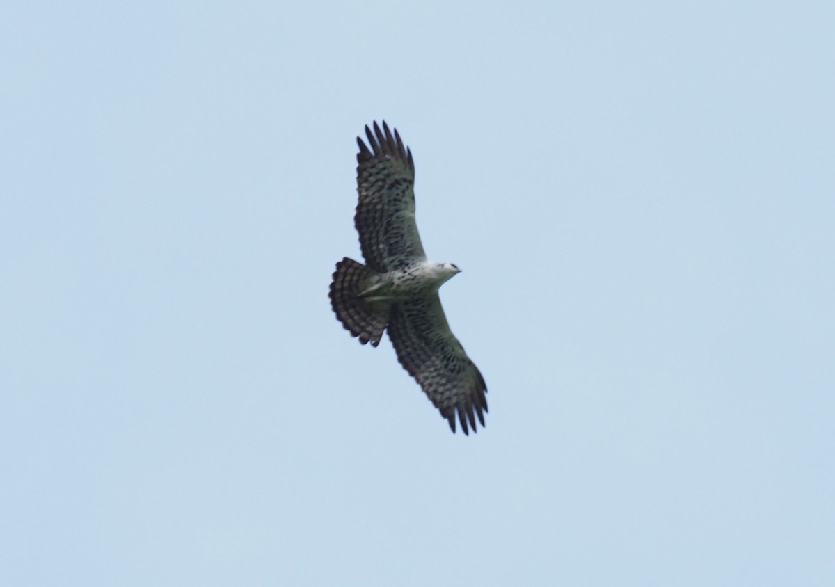 Ayres's Hawk-Eagle - Stephan Lorenz