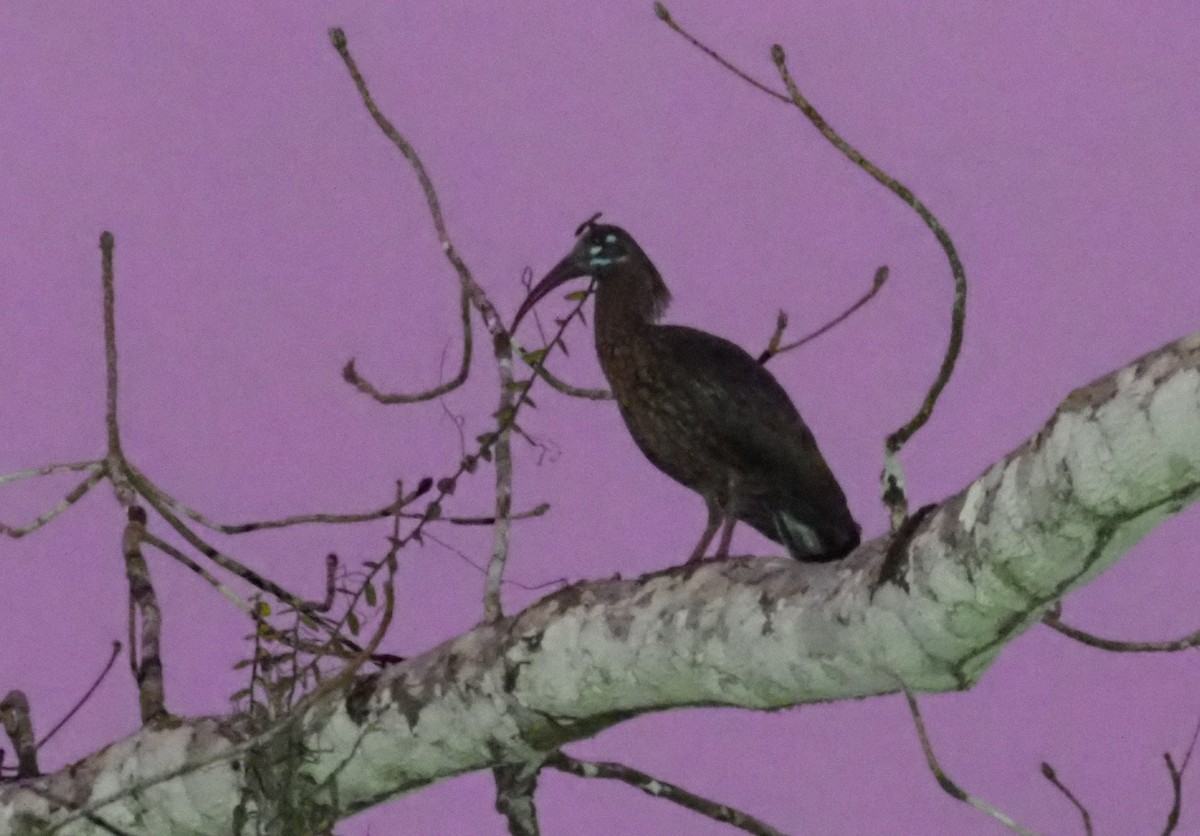 Spot-breasted Ibis - ML190757621
