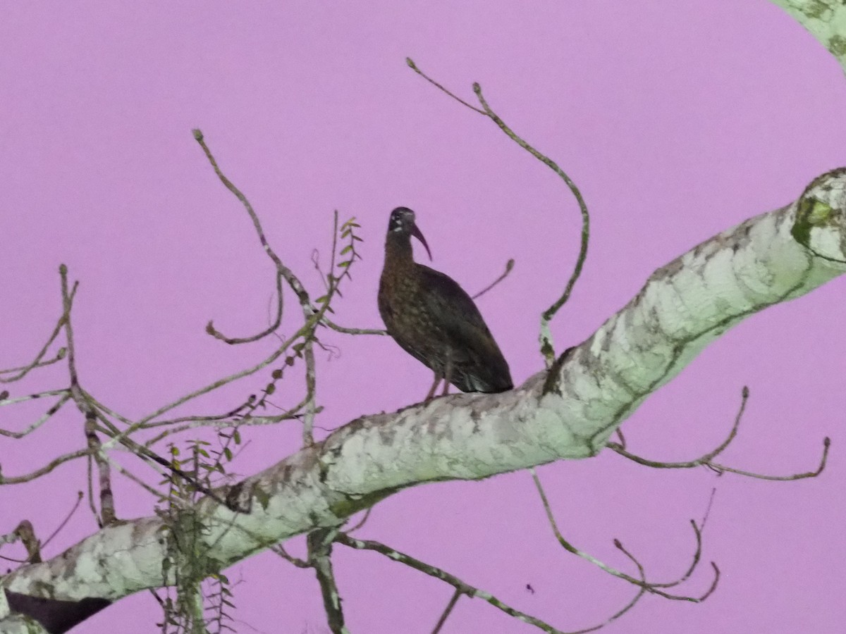 Spot-breasted Ibis - ML190757631