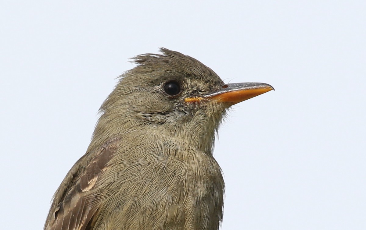 Greater Pewee - ML190758411
