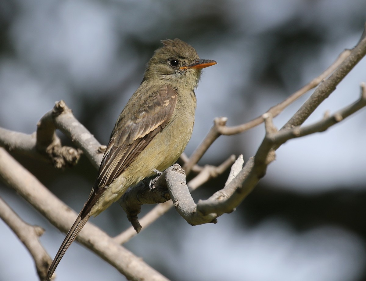 Greater Pewee - ML190758421