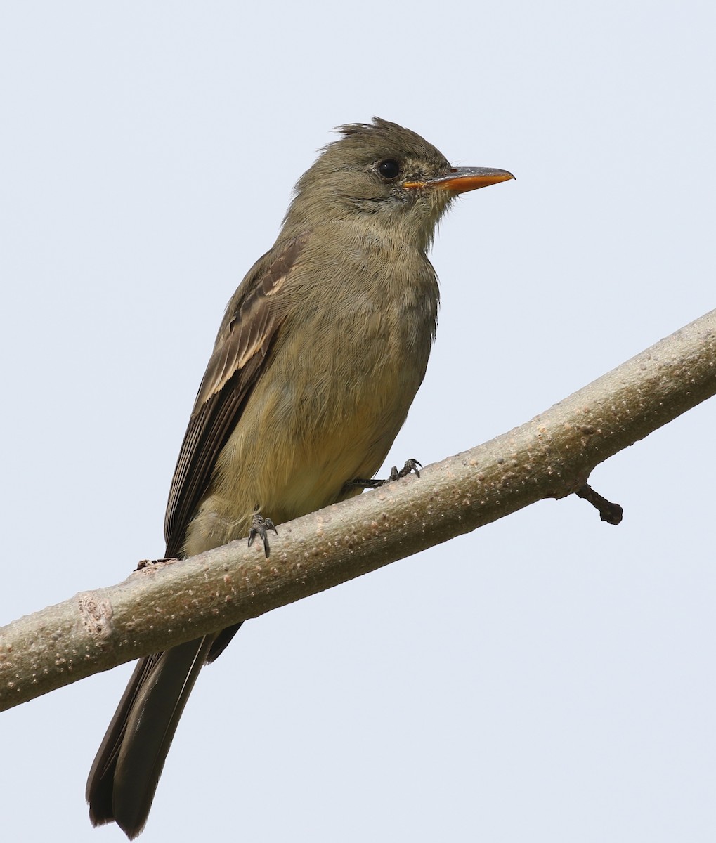 Greater Pewee - ML190758431