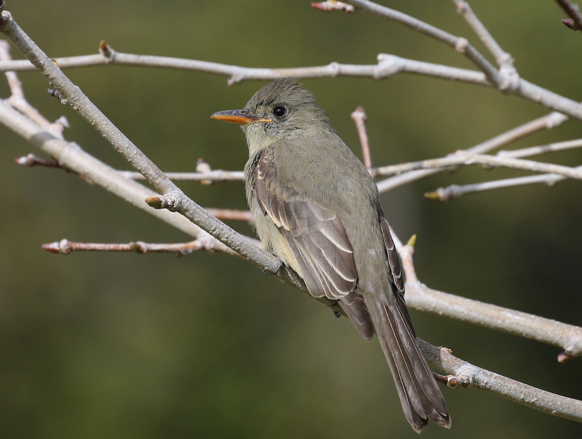 Greater Pewee - ML190758451