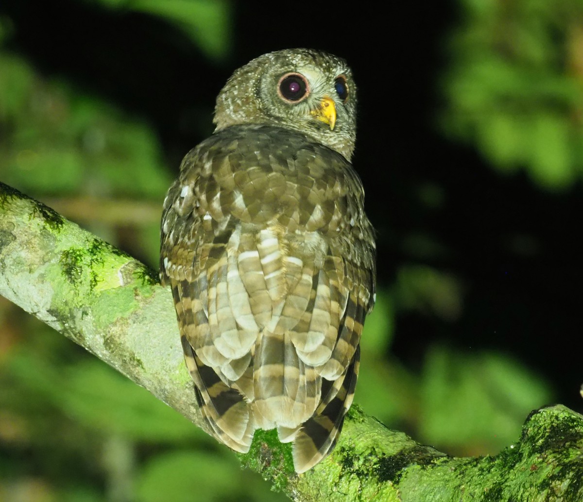 African Wood-Owl - ML190758501