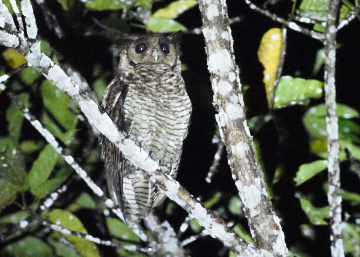 Fraser's Eagle-Owl (Western) - Stephan Lorenz