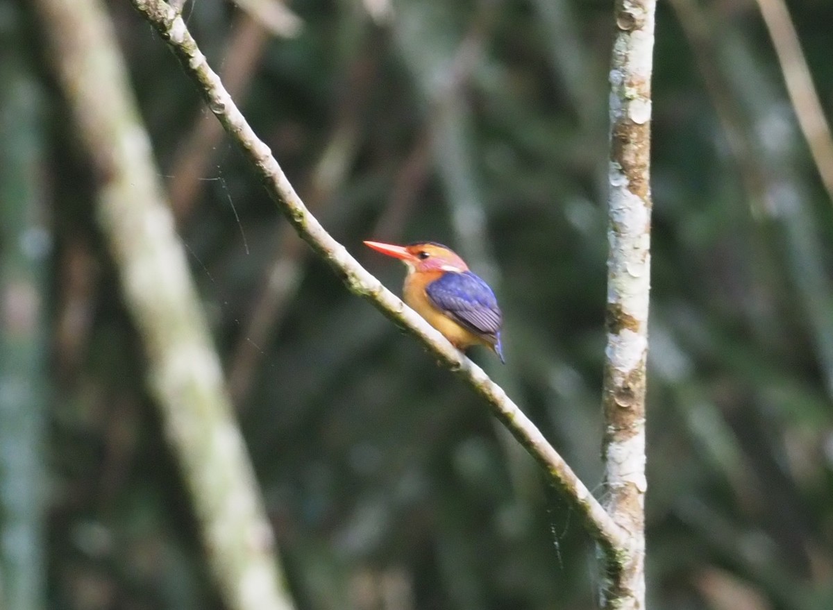African Pygmy Kingfisher - ML190759521