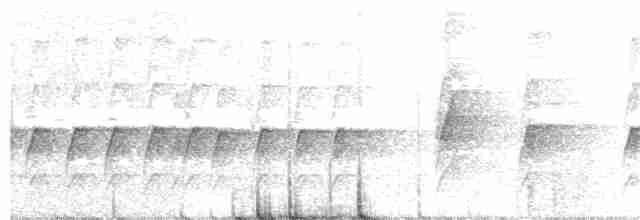Orthonyx de Temminck - ML190761091