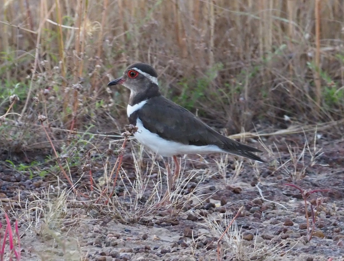 Forbes's Plover - ML190761241