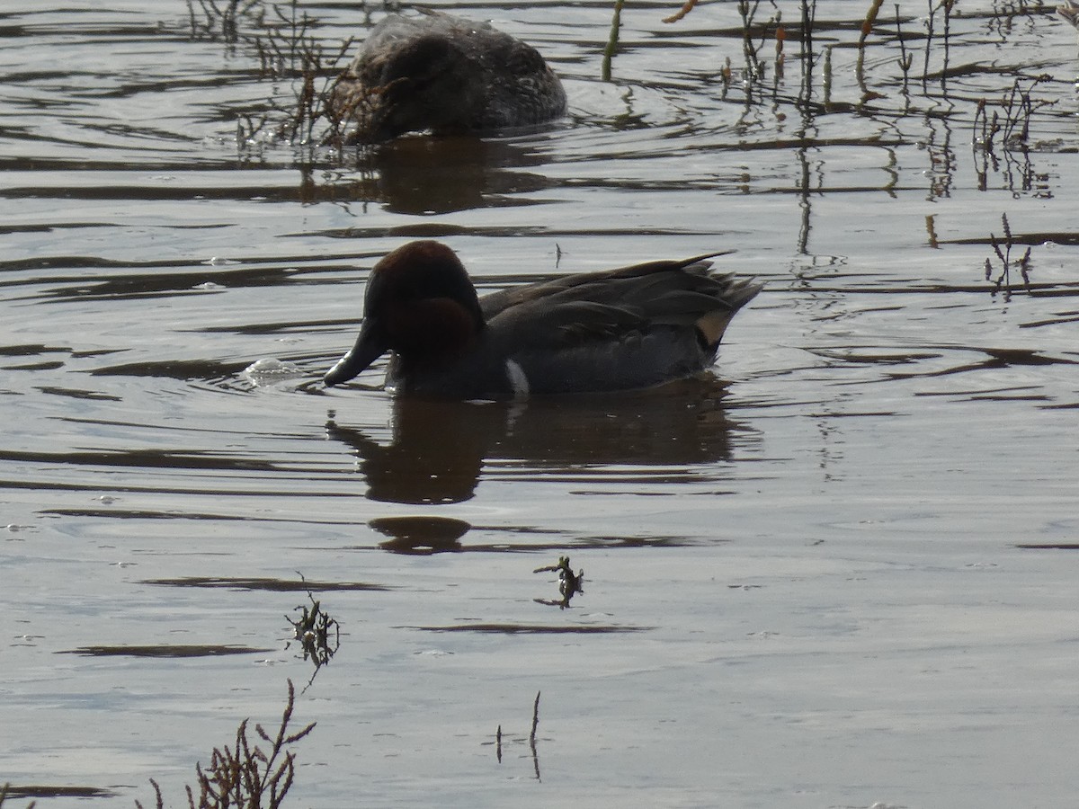 Green-winged Teal - ML190761751