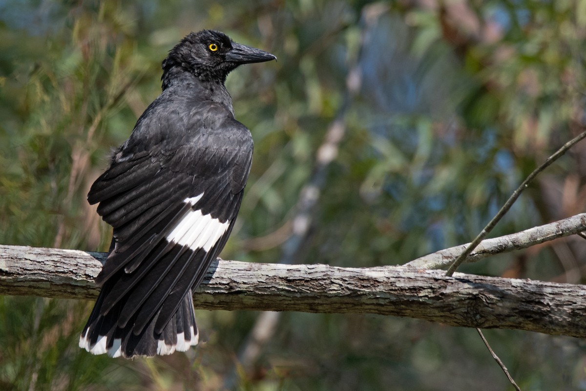 Pied Currawong - Hayley Alexander