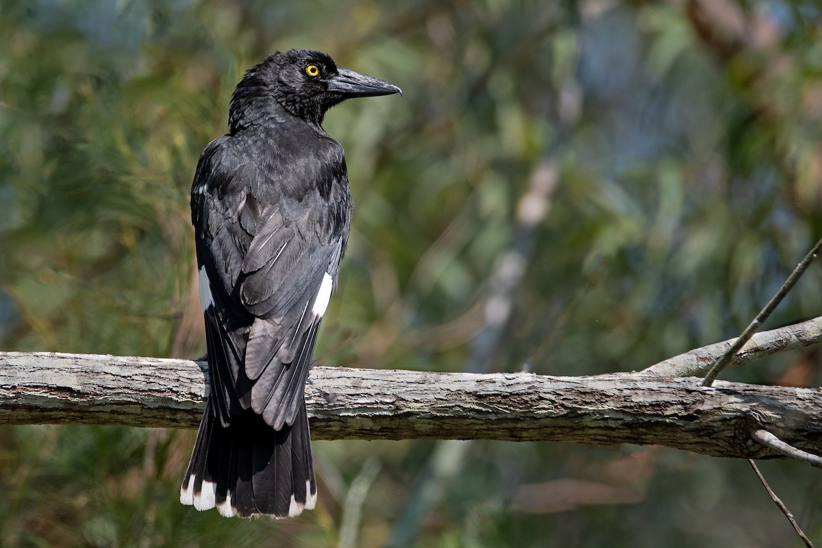 Pied Currawong - ML190763201
