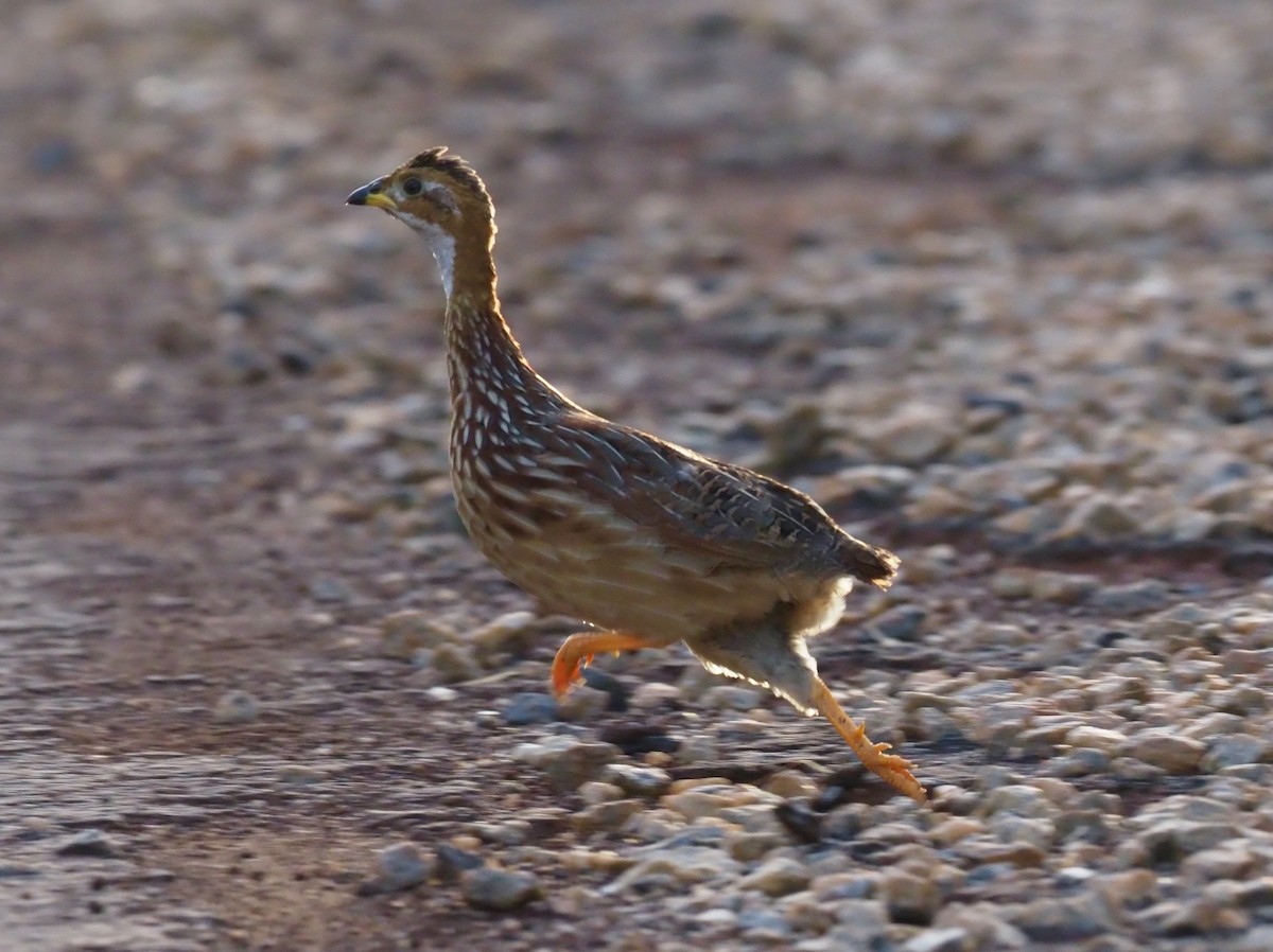 White-throated Francolin - ML190763541
