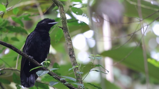Эквадорская зонтичная птица - ML190764441