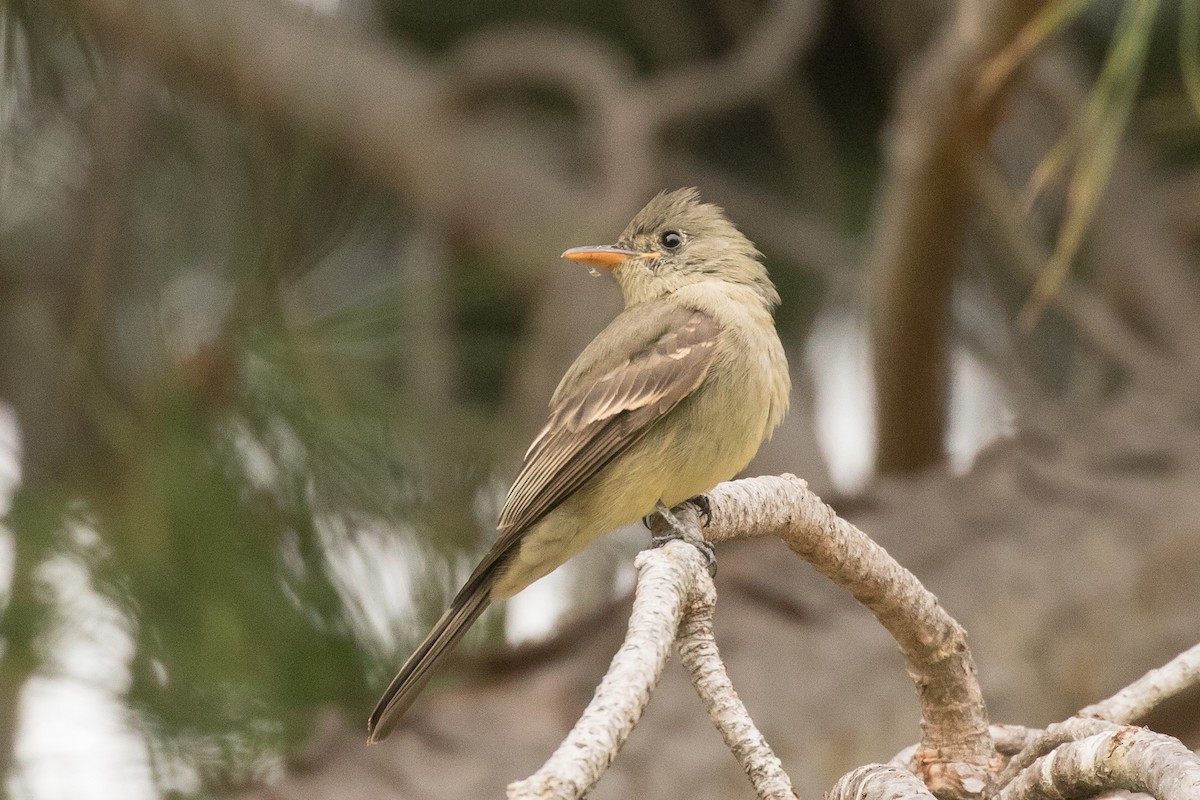 Greater Pewee - ML190766081