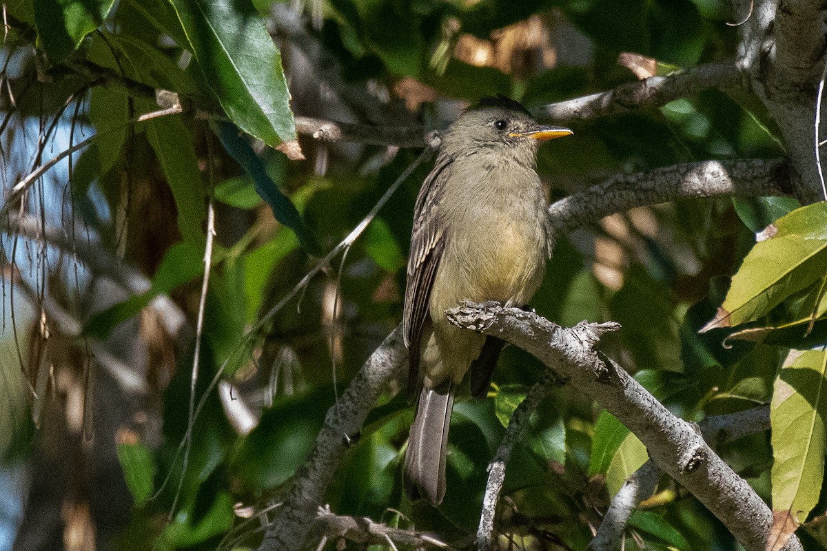 Greater Pewee - ML190768401