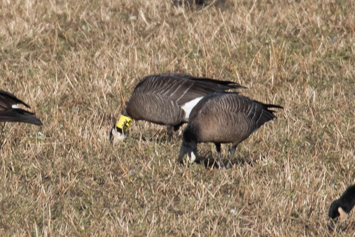 Cackling Goose (minima) - ML190770141