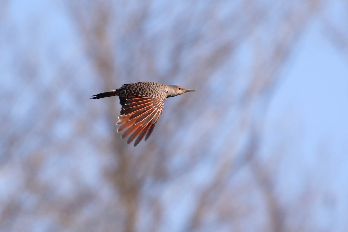 Northern Flicker (Red-shafted) - ML190770221