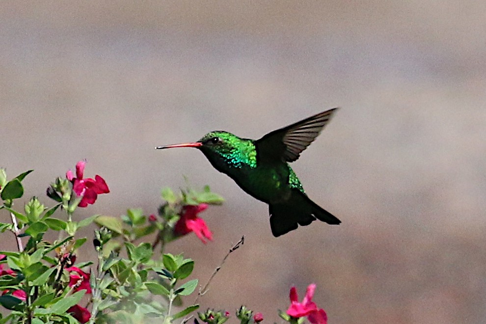 Glittering-bellied Emerald - Leith Woodall