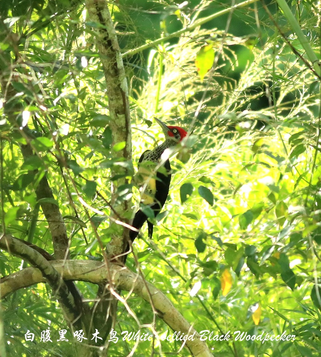 White-bellied Woodpecker - ML190775571