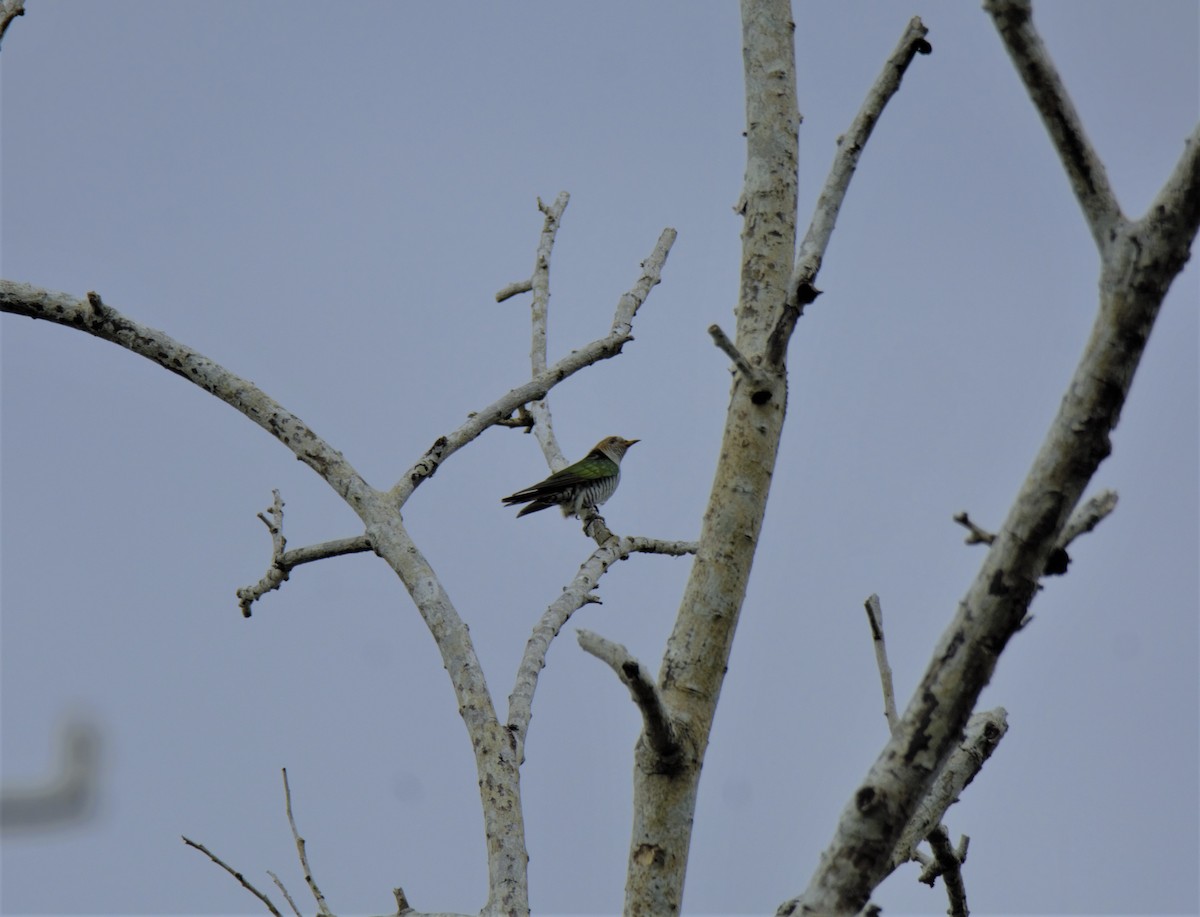 Asian Emerald Cuckoo - Sajee Kongsuwan