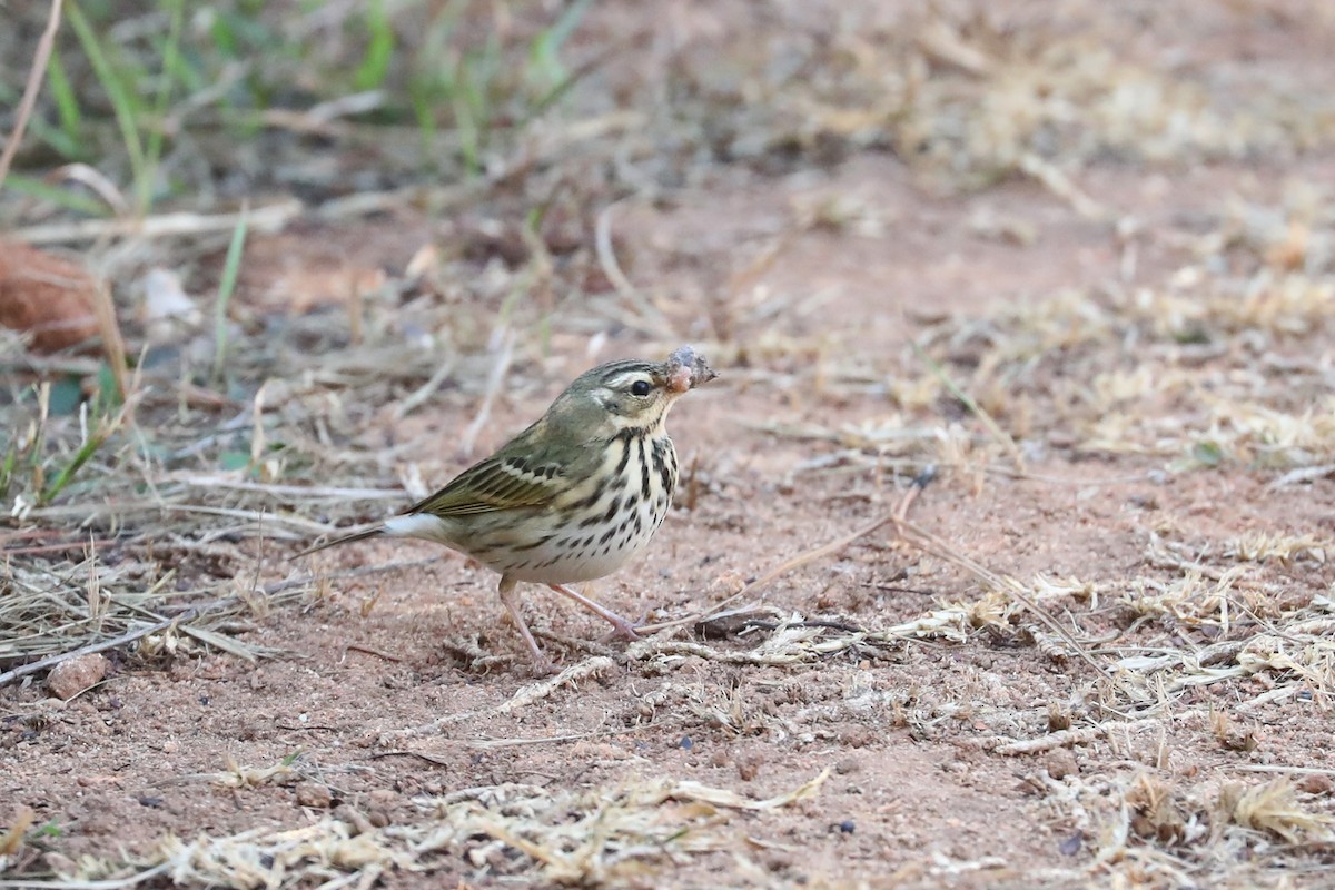 Olive-backed Pipit - Ting-Wei (廷維) HUNG (洪)