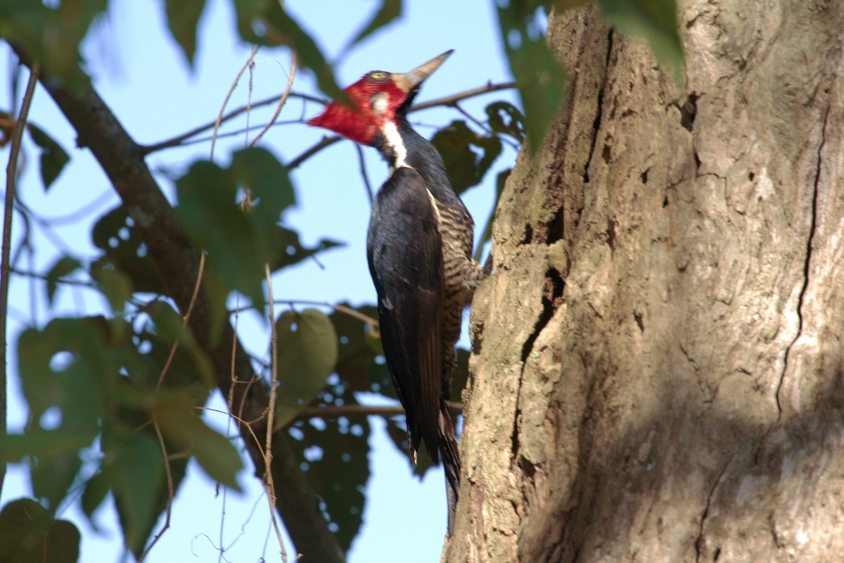 Crimson-crested Woodpecker - Pedro Plans